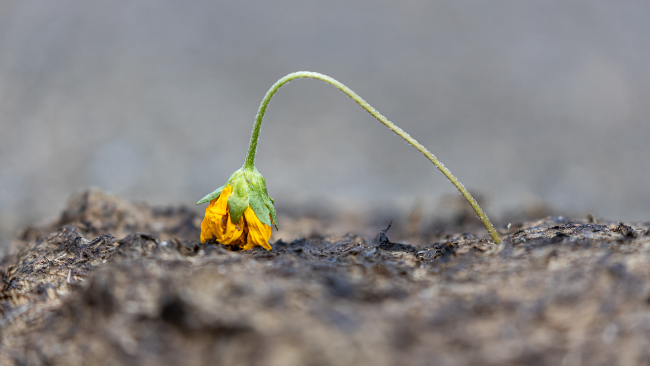 Why Email Is Dying-fi